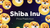 Shiba Inu Share Price: Definition, its Value, History, Drivers, and Future